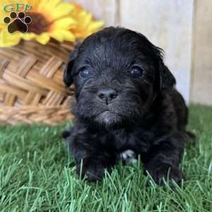 Cookie, Shih-Poo Puppy